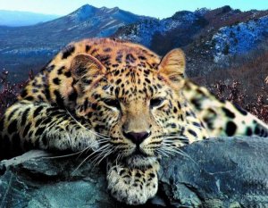 5 espécies em estado crítico de extinção