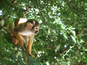 Conheça o macaco-esquilo