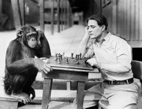Chimpanzé jogando xadrez