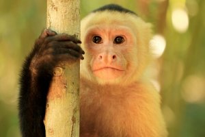 Macaco-prego: características, habitat e comportamento