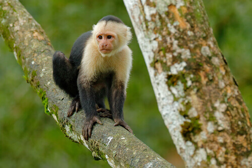 Macaco-prego: características, habitat e comportamento