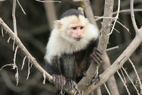 habitat do macaco-prego