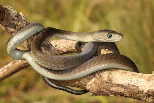cobras mais venenosas: mamba negra