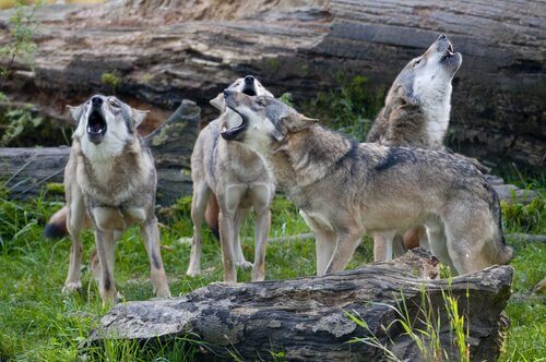 inteligência animal: lobos uivando