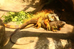 Tudo sobre a reprodução da iguana comum