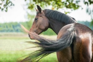 O melhor cavalo para hipismo: conheça o sangue quente!