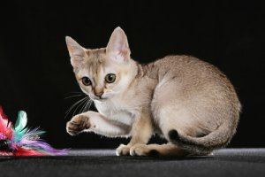 5 menores raças de gatos: conheça aqui!