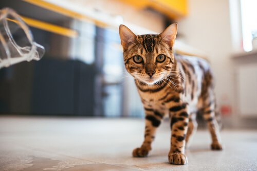 Meu gato cambaleia ao caminhar: o que eu faço?