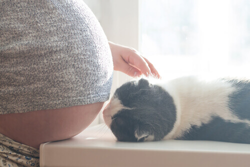 Mitos sobre gravidez e gatos: eles oferecem riscos?