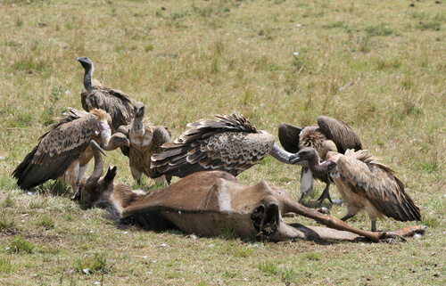 aves de rapina comendo carniça