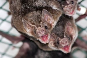 5 animais que se alimentam de sangue