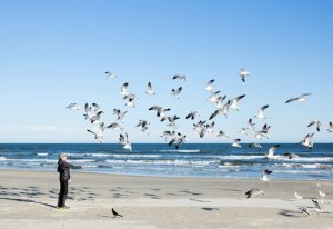 Músicas dedicadas aos pássaros