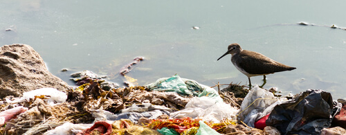 poluição por plásticos e ave marinha