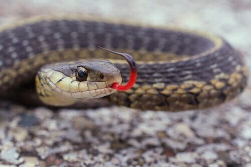 Cobra com língua de fora