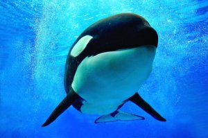 Por que chamam a orca de baleia assassina?