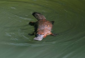 Ornitorrinco: conheça este curioso animal