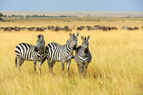 zebras na savana africana