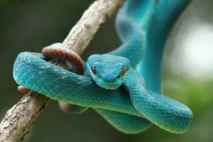 Os sentidos das cobras: conheça-os aqui!