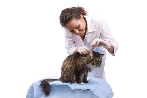 Tratamento da otite em gatos