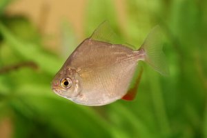 5 animais frugívoros