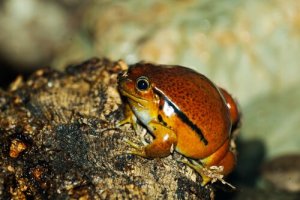 Os 5 menores sapos do mundo