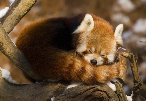 panda-vermelho dormindo