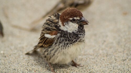 Pardal-de-cabo-verde