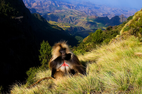 Parque Nacional das Montanhas Simien