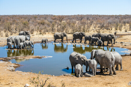 Parque Nacional Etosha