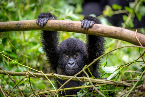 Parque Nacional de Virunga