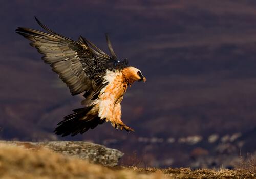 A fauna dos Pirineus: abutre-barbudo