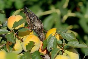 Como evitar que as aves danifiquem seu jardim