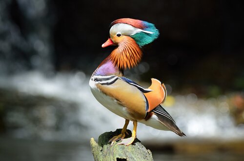 As 5 aves mais coloridas