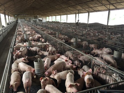 pecuária extensiva: criação de porcos
