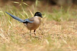 Pega-azul: características, comportamento e habitat