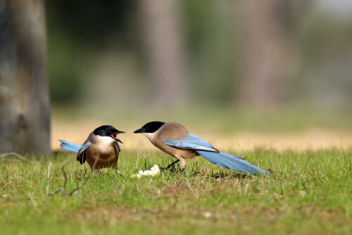 pássaros pegas-azuis