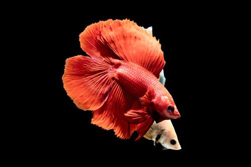 animais avermelhados: peixe beta vermelho