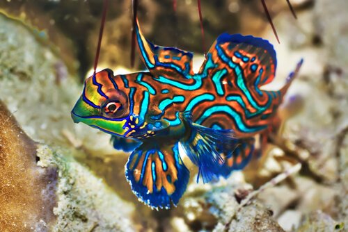 5 peixes mais bonitos do mundo animal