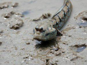 Você sabia? Estes peixes têm pulmões!