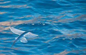 Você sabia que existe um peixe voador? Conheça-o aqui!