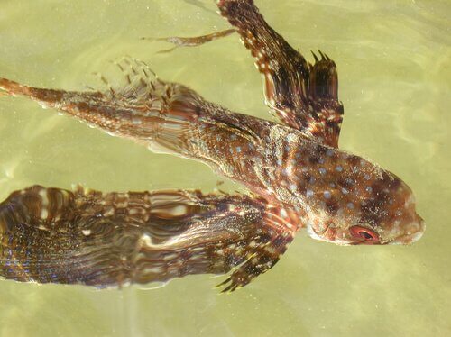 Peixe voador