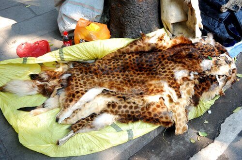 Pele oriunda da caça ilegal