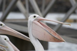 O animal com o maior bico