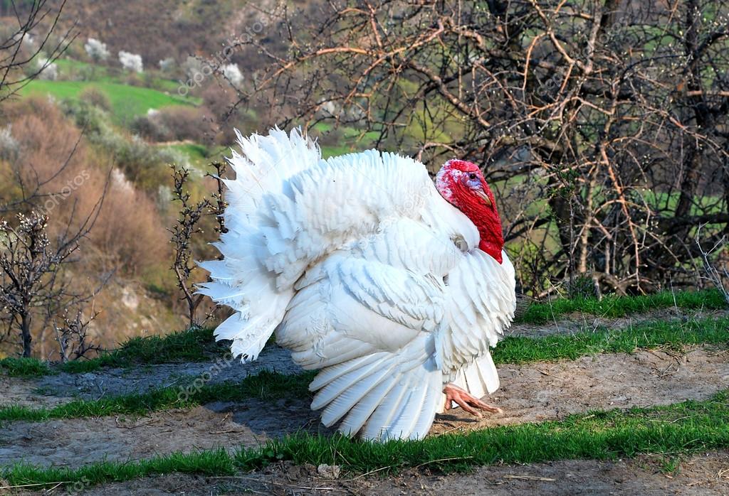 Peru branco gigante