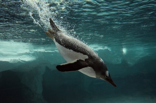Pinguim mergulhando