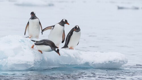 pinguins