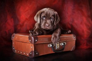 Animais em pinturas famosas