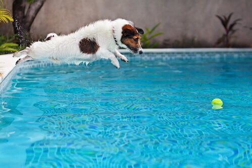 Cachorro pulando para pegar bola em piscina