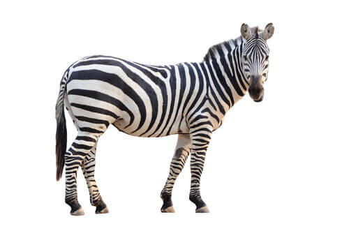 zebra