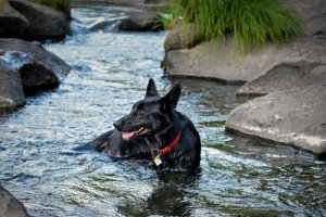 É permitido levar um cão a um rio?